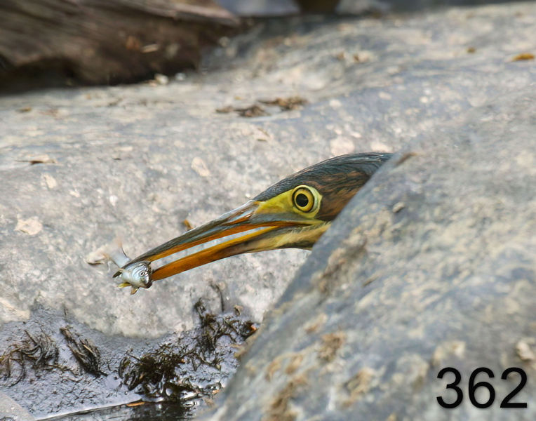 362heron-(green) 7-26-08 4d589x14l.jpg