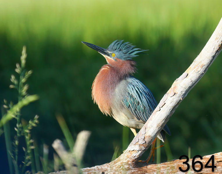 364heron-(green) 5-20-08 4d058x14l.jpg