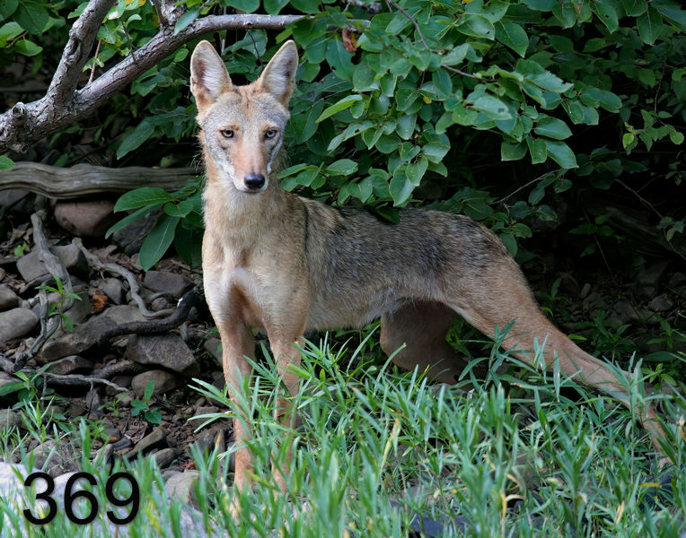 369coyote 7-22-06 cl4x14l.jpg