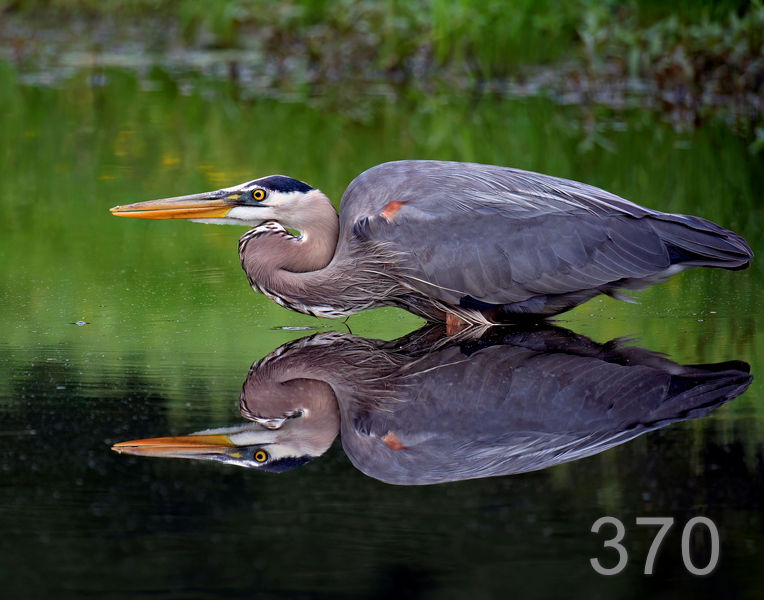 370heron-(great blue) 5-6-07 cl2x14l.jpg