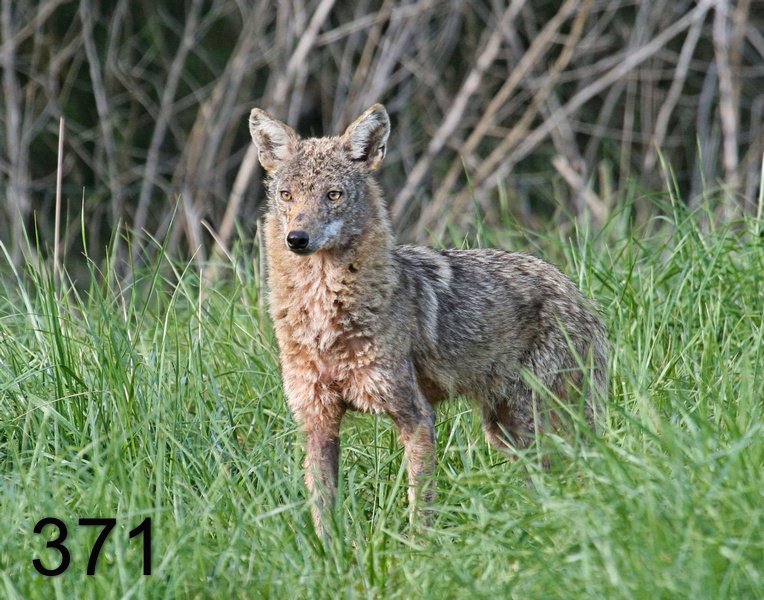 371coyote 4-12-07 cl1-14l.jpg