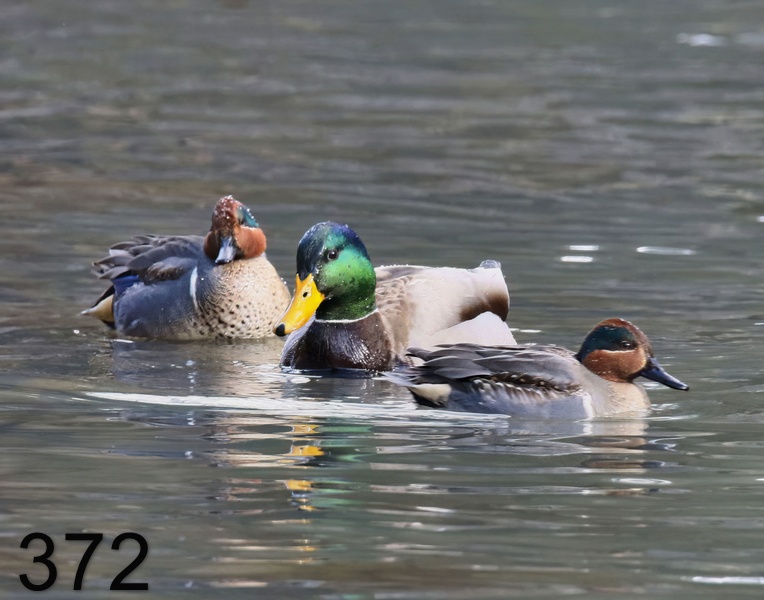 372green-winged teal-mallard 1-16-18-774x14l.jpg