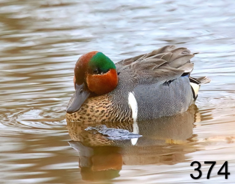 374green-winged teal 3-2-19-924x14l.jpg