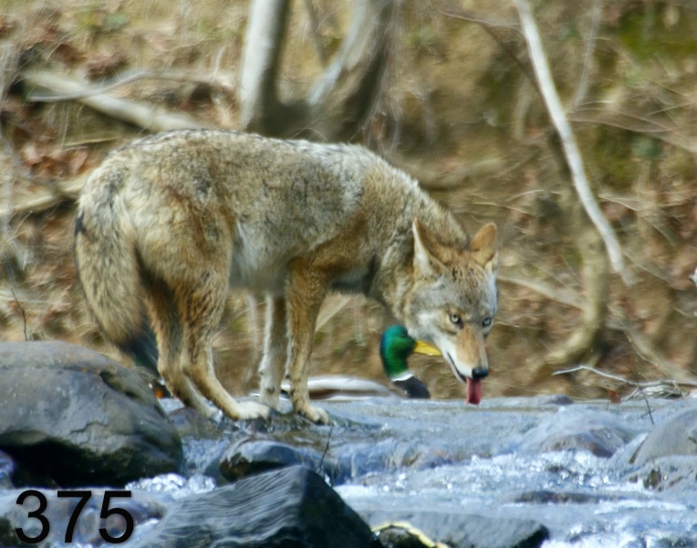 375coyote 2-12-17-398x14l.jpg
