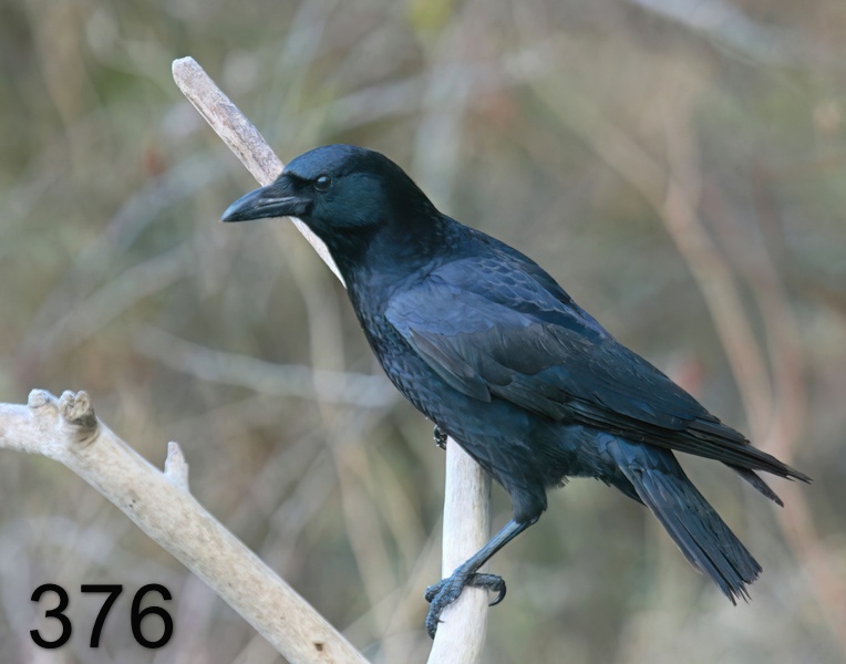 376crow 12-28-08 4d489x14l.jpg