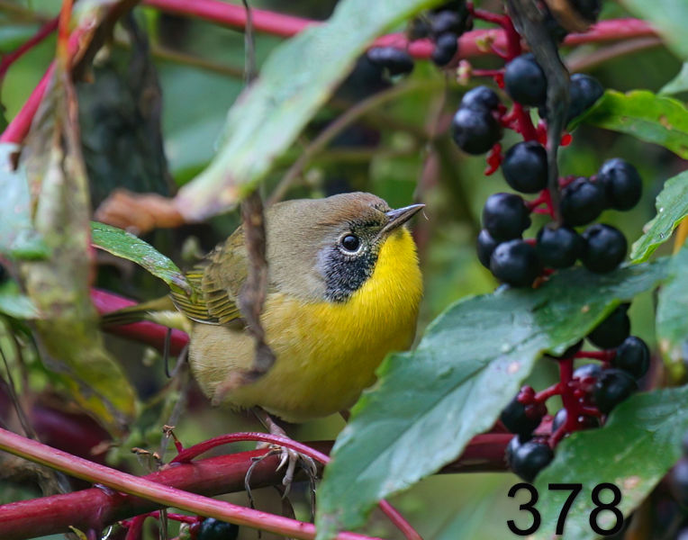 378common yellowthroat 9-5-08 4d987x14l.jpg