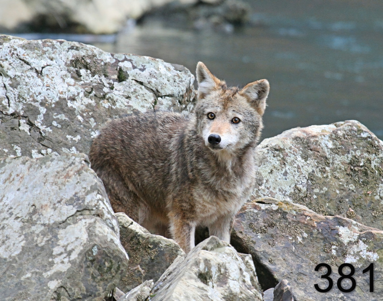 381coyote 1-31-07 cl1-14l.jpg