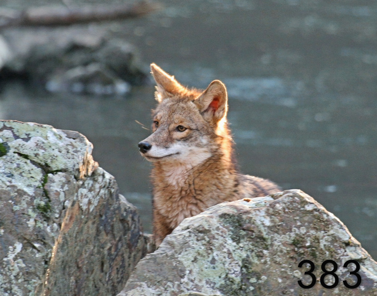 383coyote 2-3-07 cl3-14l.jpg