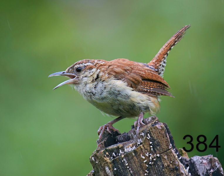 384carolina wren 8-12-08 4d984x14l.jpg