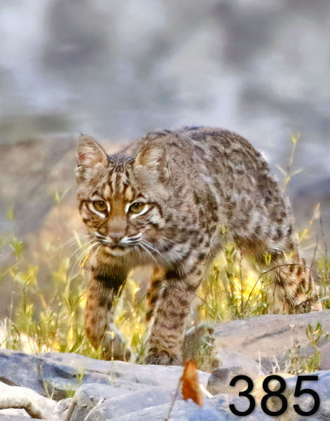 385bob-kitty 10-16-17-990x14ltp.jpg