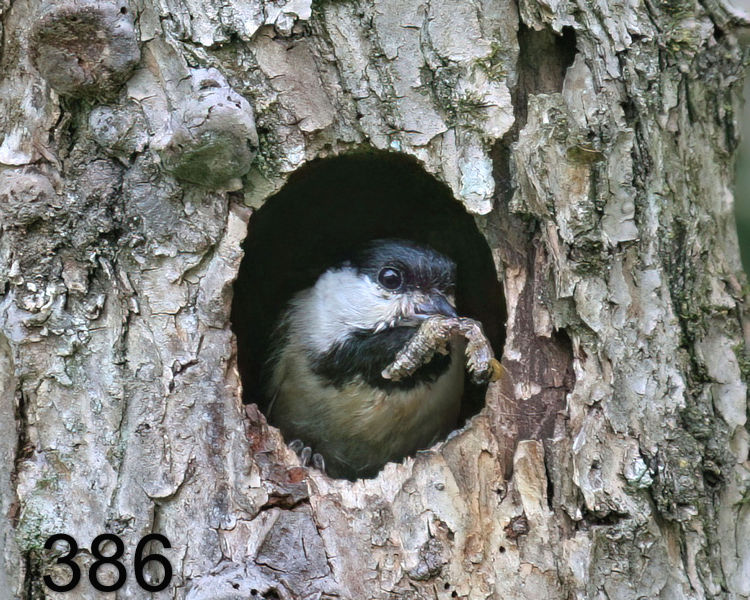 386carolina chickadee  5-5-06 cl5x10l.jpg