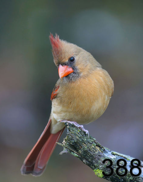 388cardinal 12-17-08 4d970x14lt.jpg