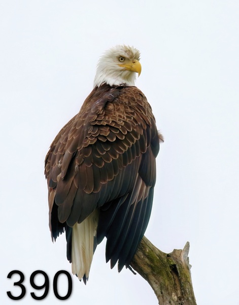 390eagle (bigcreek) 4-25-18-841x14l.jpg