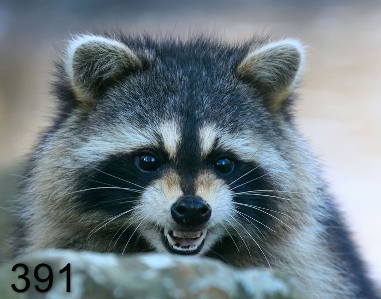 391raccoon 11-24-08 4d563x14l.jpg