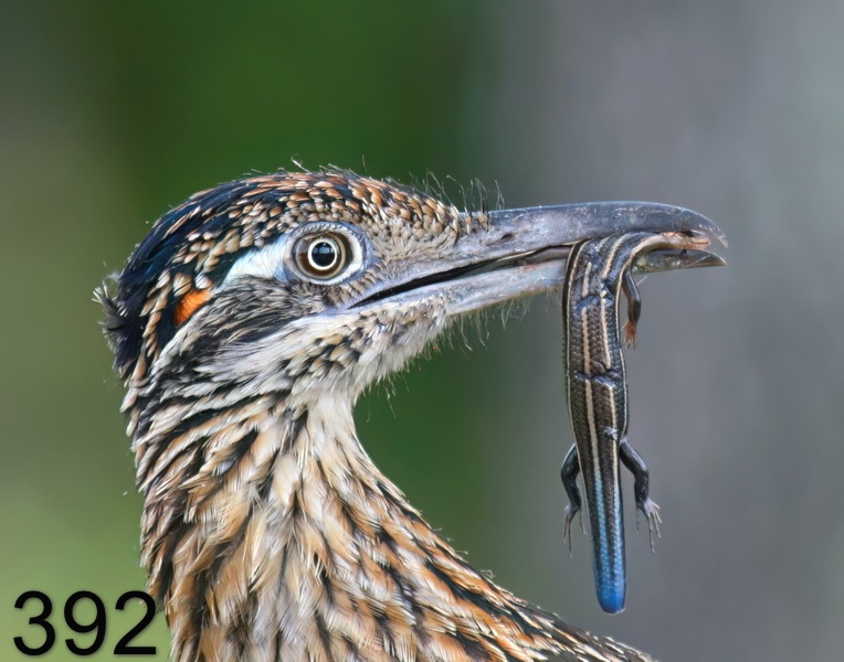 392roadrunner-(greater) 7-26-09 4d012psnx14l.jpg
