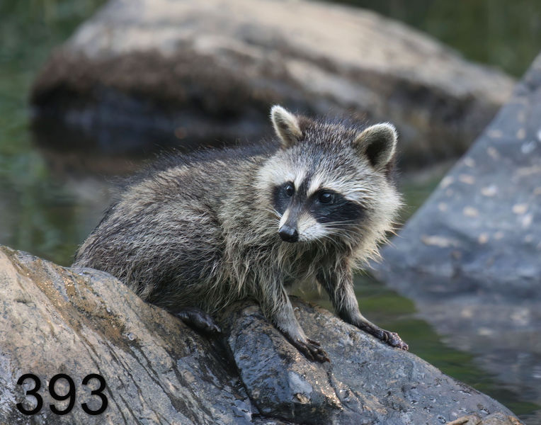 393raccoon-(young) 7-19-08 4d828x14l.jpg