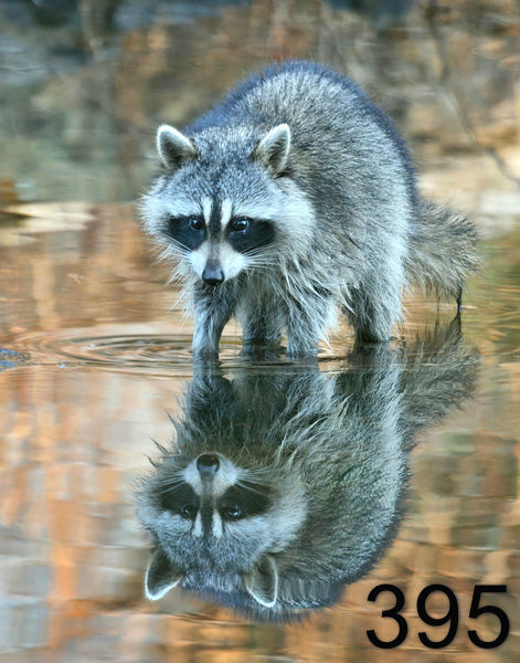 395raccoon 11-27-07 4c06x14l.jpg