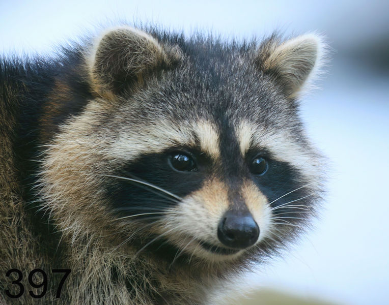 397raccoon 11-26-08 4d847x14l.jpg