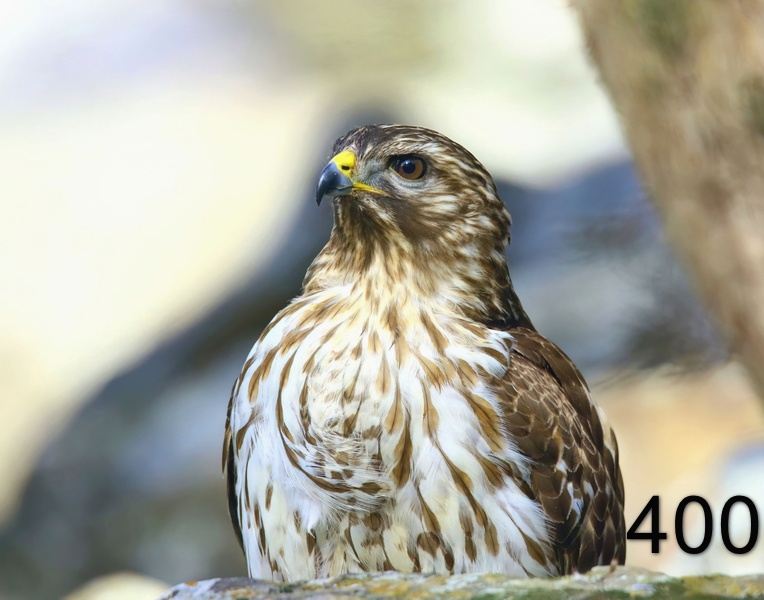 400red-shouldered hawk (juvenile) 1-26-19-211x14l.jpg