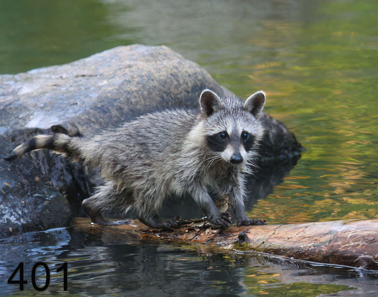 401raccoon-(young) 7-17-08 4d430x14l.jpg