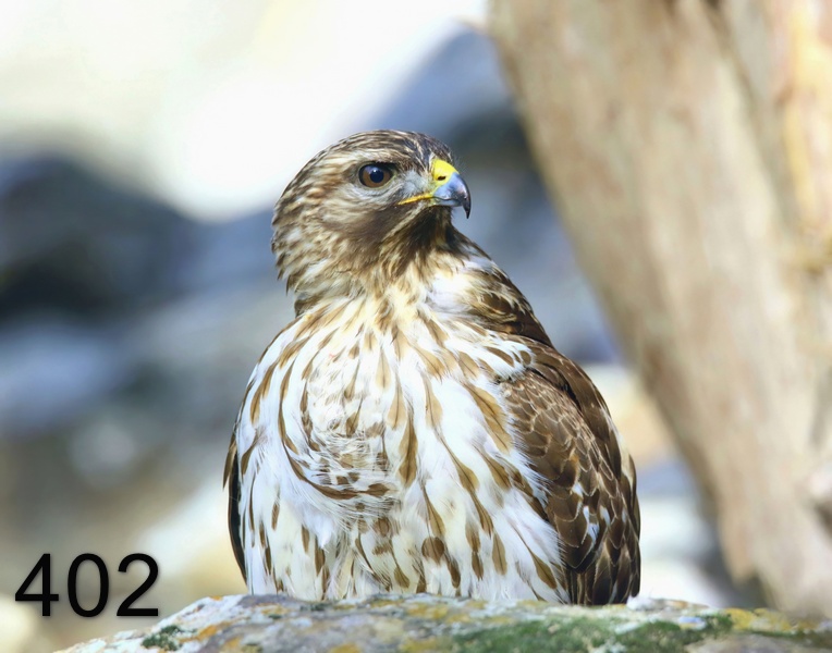 402red-shouldered hawk (juvenile) 1-26-19-216x14l.jpg