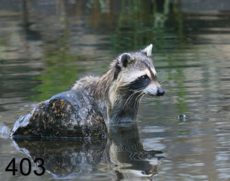 403raccoon-(young) 8-2-08 4d651x14l.jpg