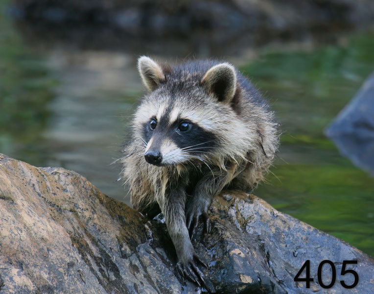 405raccoon-(young) 7-12-08 4d553x14l.jpg
