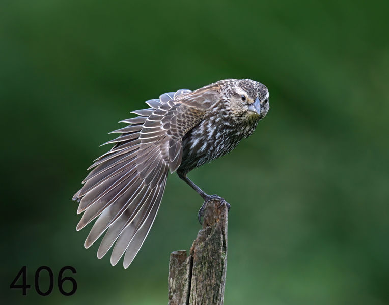 406red-wing blackbird 5-2-08 4c064x14l.jpg