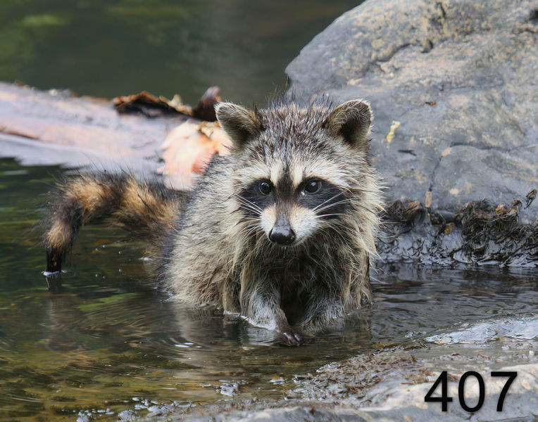 407raccoon-(young) 7-10-08 4d347x14l.jpg