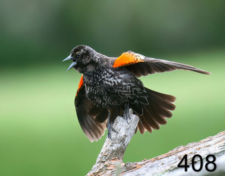 408red-wing blackbird 5-3-08 4c352x14l.jpg