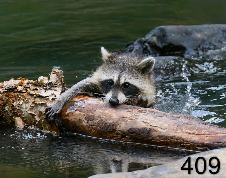 409raccoon-(young) 7-8-08 4d975x14l.jpg