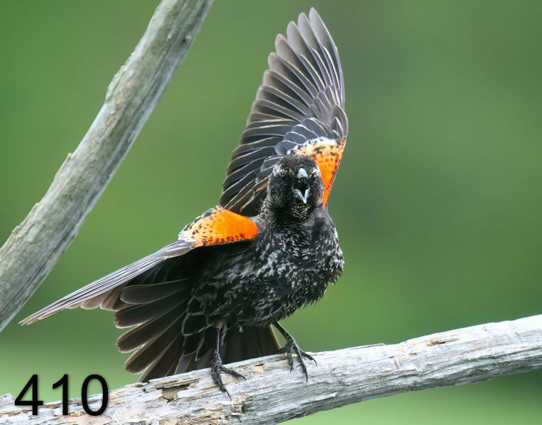 410red-wing blackbird 5-3-08 4c363x14l.jpg