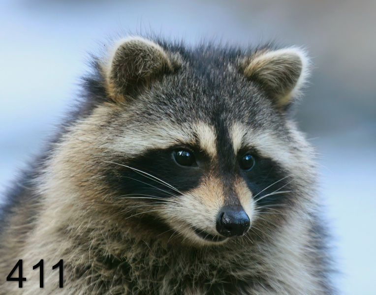 411raccoon 11-26-08 4d856x14l.jpg