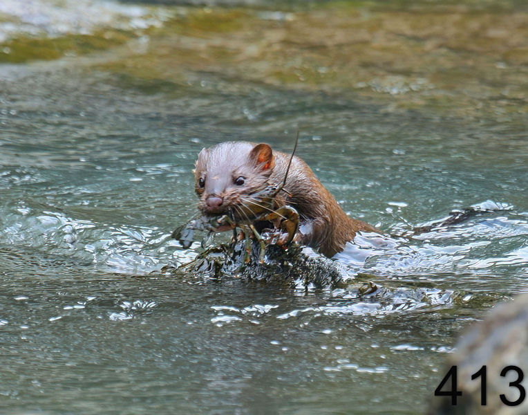413mink 6-1-08 4d499x14l.jpg