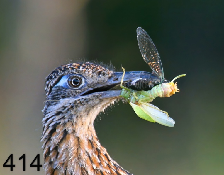 414roadrunner-(greater) 7-25-09 4d574psnx14l.jpg