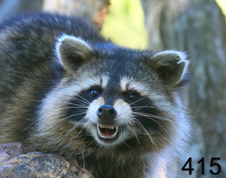 415raccoon 10-19-08 4d383x14l.jpg