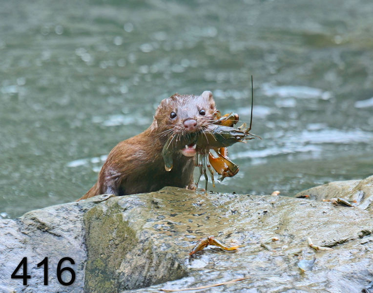 416mink 6-1-08 4d407x14l.jpg