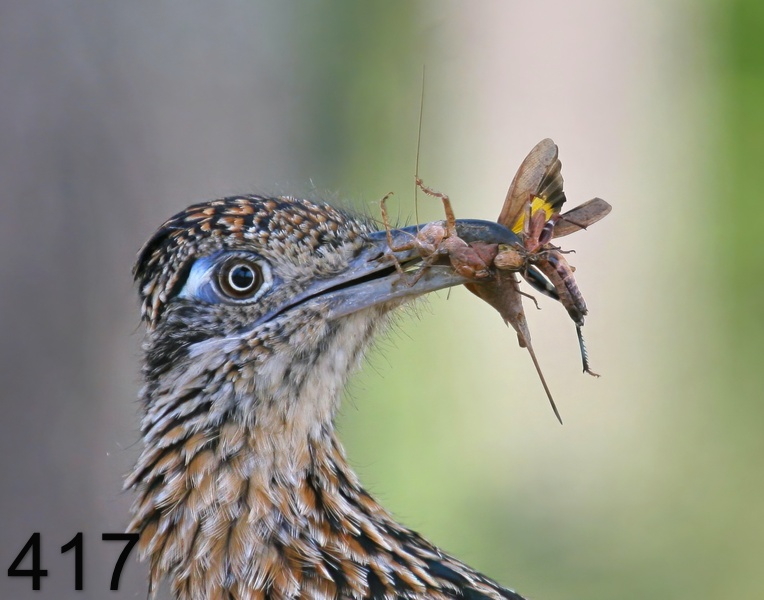 417roadrunner-(greater) 7-25-09 4d765psnx14l.jpg
