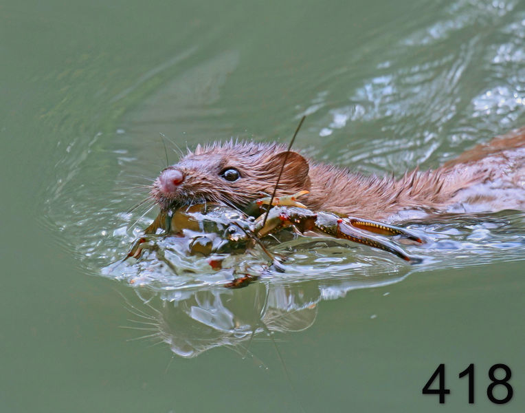 418mink 6-1-08 4d430x14l.jpg