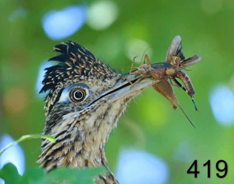 419roadrunner-(greater) 7-25-09 4d785psnx14l.jpg