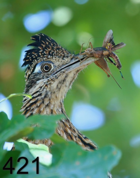 421roadrunner-(greater) 7-25-09 4d785psnx14lt.jpg