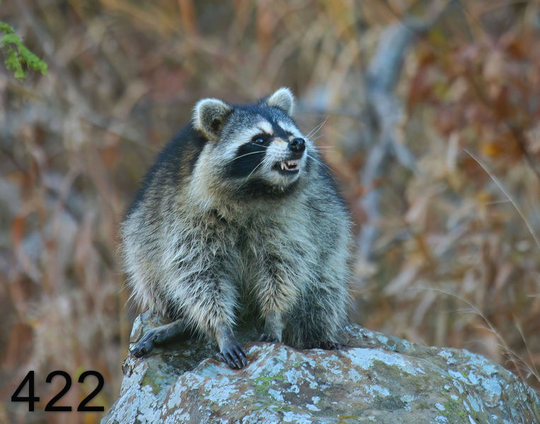 422raccoon 11-17-08 4d951x14l.jpg
