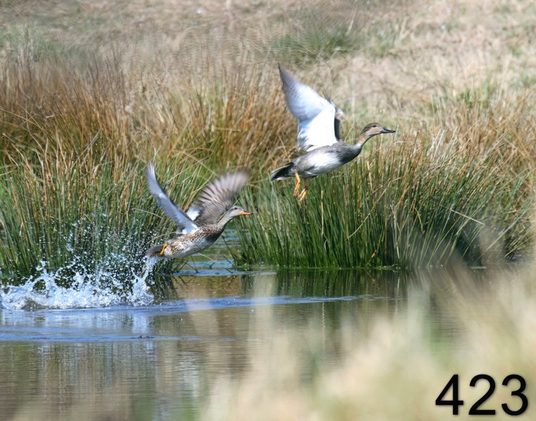 423gadwalls 3-16-08 4c868x14l.jpg