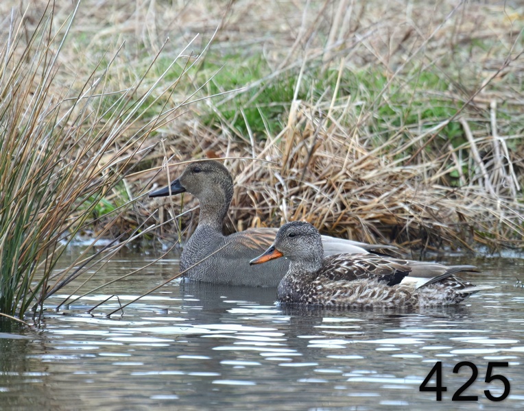 425gadwalls 2-24-08 4c028x14l.jpg