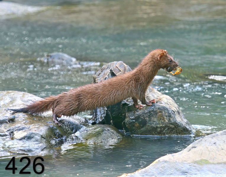 426mink 6-1-08 4d339x14l.jpg