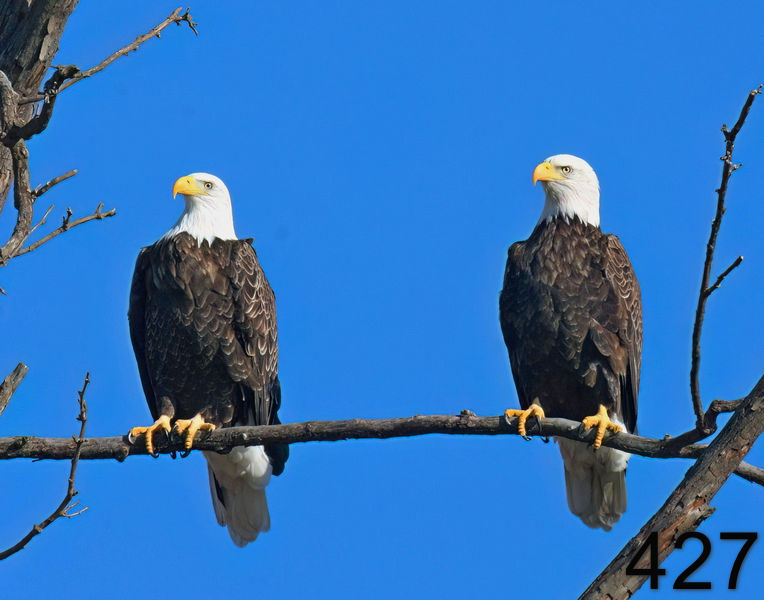 427eagles 1-13-08 4c60x14l.jpg