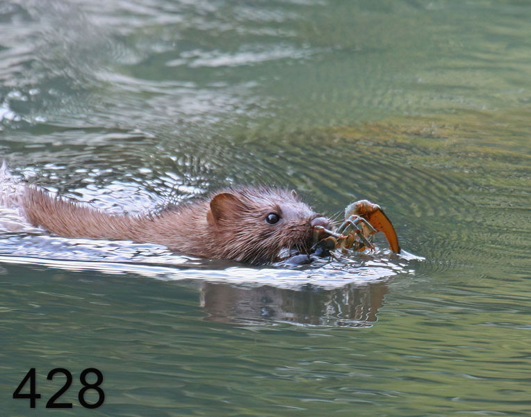 428mink 6-1-08 4d369x14la.jpg