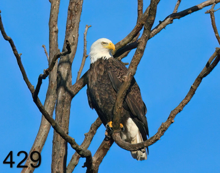 429eagle 1-17-08 4c29x14l.jpg