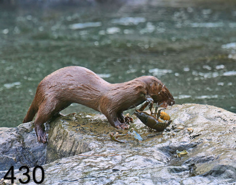 430mink 6-1-08 4d376x14l.jpg