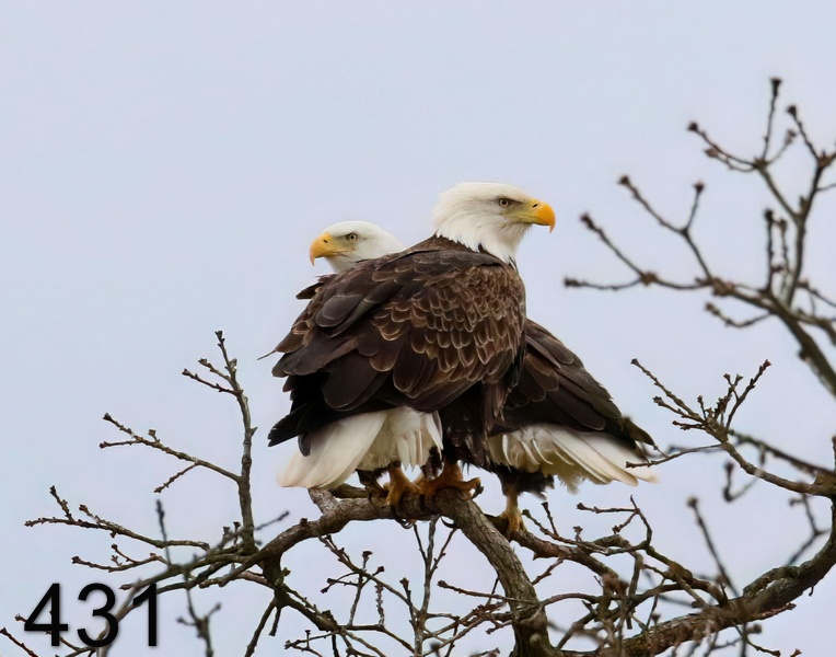 431eagles (hontubby) 2-15-19-988x14l.jpg